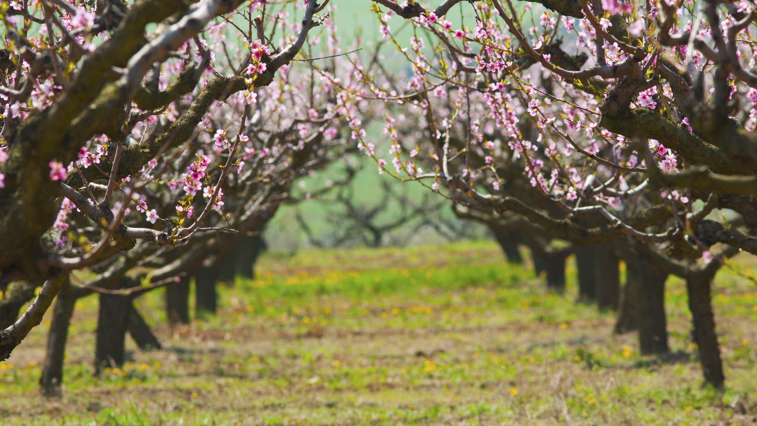 cerezo variedades-cerezas-shutterstock_141069139-scaled|1720096581